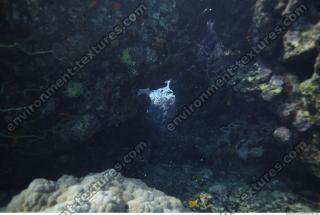 Photo Reference of Coral Sudan Undersea 0054
